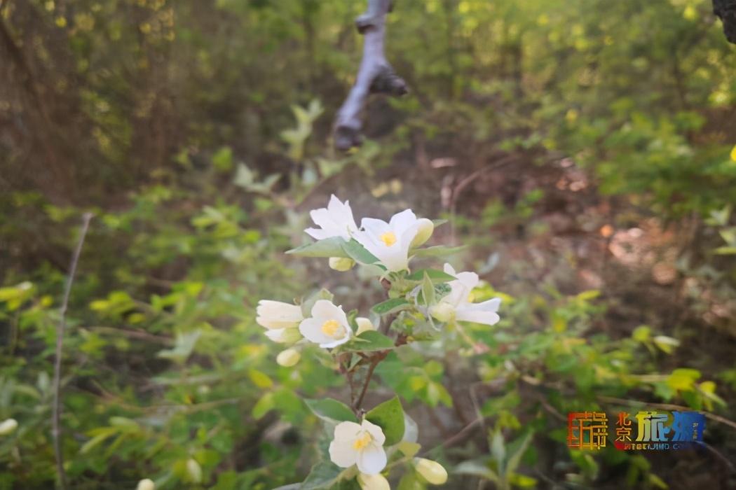 夏日已始！北京怀柔响水湖，京郊避暑好去处！  -图3