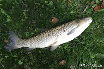 钓大草鱼的季节到了，分享4款自制饵料配方，野钓大草鱼有奇效  -图5