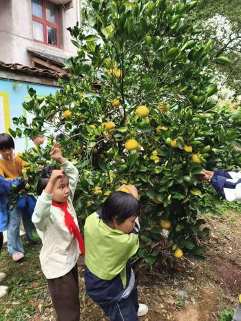 因地制宜，这所小学启动胡柚节，孩子们忙采摘  -图1